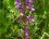 Orchidée à fleurs lâches (anacamptis latifolia