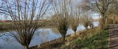 Palplanche et arbres têtards