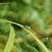 Agrion élégant