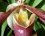 Orchidée "Sabot de Vénus"
