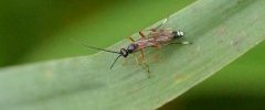 Ichneumon sp