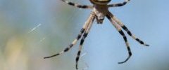 Argiope fasciée