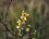 Fleur de molène sinuée - sous réserve