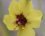 Fleur de molène de boerhaave