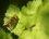 Plusie vert dorée / Diachrysa chrysitis