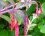 Fuchsia magellicana gracilis