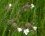 Compagnon blanc (silène latifolia)