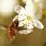 Bombyle bichon surPrunus spinosa