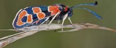 Zygaena Fausta 005