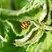 Coccinelle asiatique