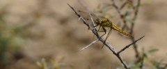 Orthetrum cancellatum