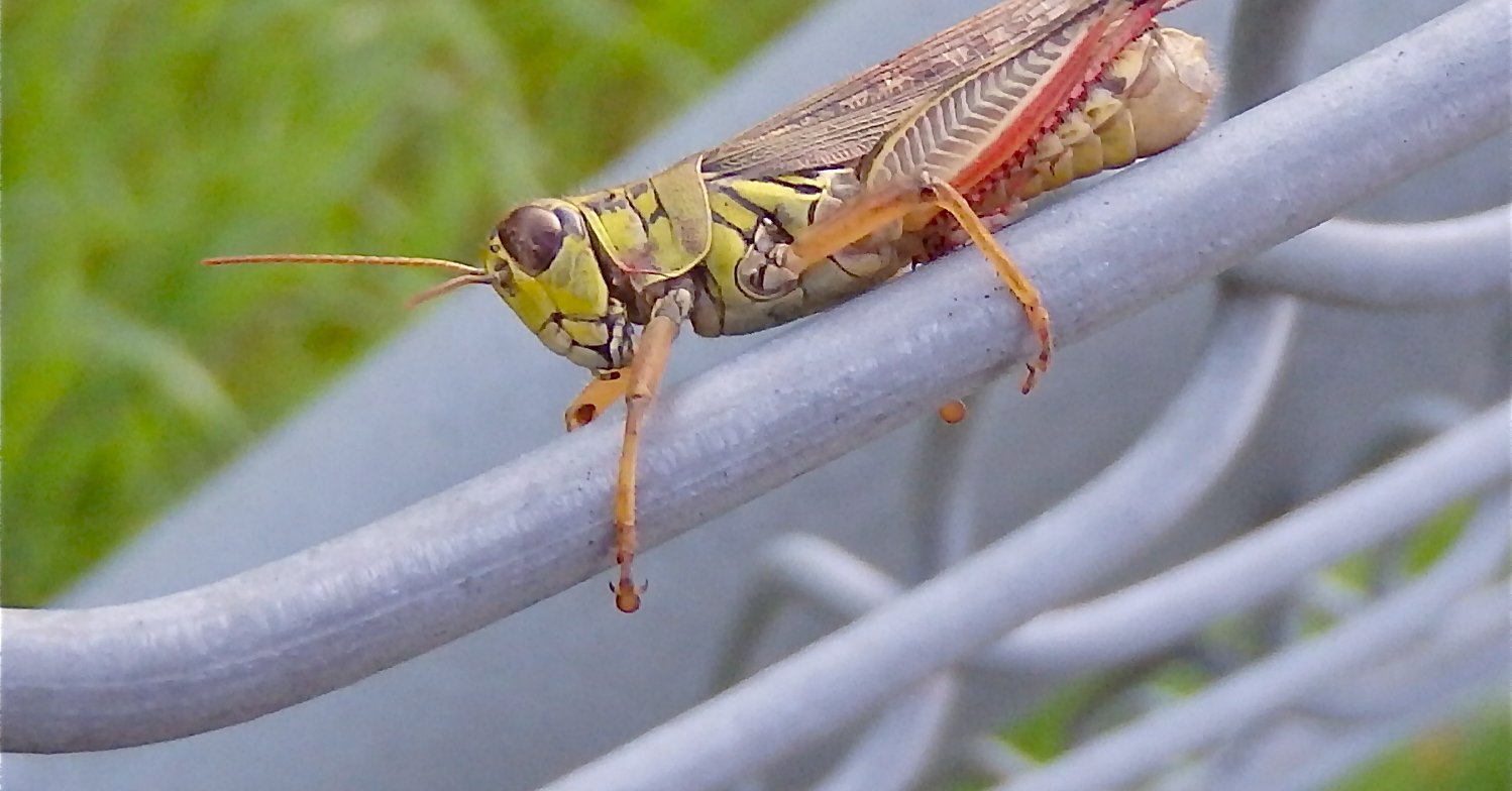 Le Mélanople à pattes rouges - Les Taxinomes
