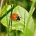 Coccinelle à 7 points