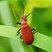 Le Cardinal rouge
