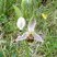 Orchidée abeille