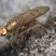 Scathaphoga furcata