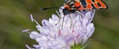 Zygaena Fausta 006