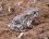 Crapaud berbère (Bufo mauritanicus)