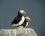 Macareux moine - Fratercula arctica