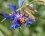 Centaurea triumfetti - sous réserve