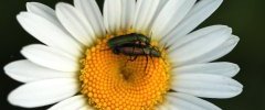 Beetle lovers