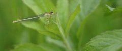 Agrion à larges pattes