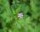 Géranium herbe à robert 