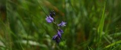 Polygala sp 2