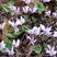 Cyclamen à feuilles de lierre