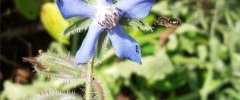 Bourrache, Borago officinalis