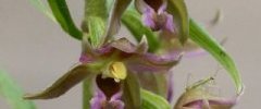 Epipactis elleborine sous réserveDSC09640