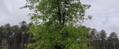 Quercus robur Olivier B secteur Barsac Illats2