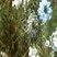 Nigelle, fin de floraison