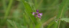 Polygala sp