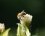 Bourdon sur une fleur de Cirse faux-épinard
