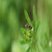 Athous haemmorrhoidalis
