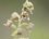 Fleur d'épipactis hélleborine - sous réserve