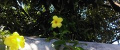 Allamanda