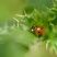 Coccinelle à 7 points