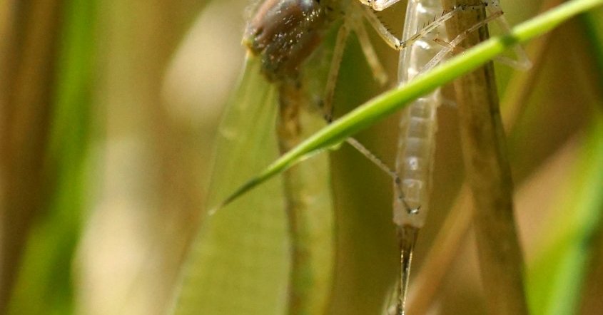 robe demoiselle d'honneur fille pas cher