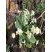 Primevère - Primula vulgaris