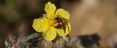 Andrena sp