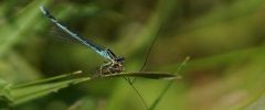 Agrion jouvencelle à confirmer