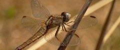 Crocothemis écarlate femelle