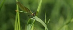 Calopteryx splendens Caloptéryx éclatant femelle