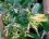 Tabac arborescent (Nicotiana glauca)
