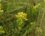 Rhinanthe à feuilles étroites ou Rhinanthe aristé