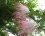 Albizia julibrissin, arbre à soie