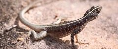Lagarto