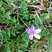Bec de grue à feuilles de cigue (erodium cicutarium)